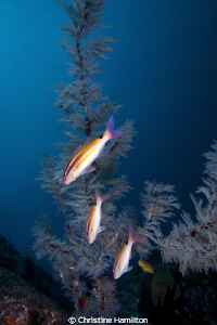 3 Goatfish by Christine Hamilton 